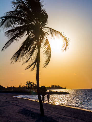 Palm tree at higgs beach in key west florida