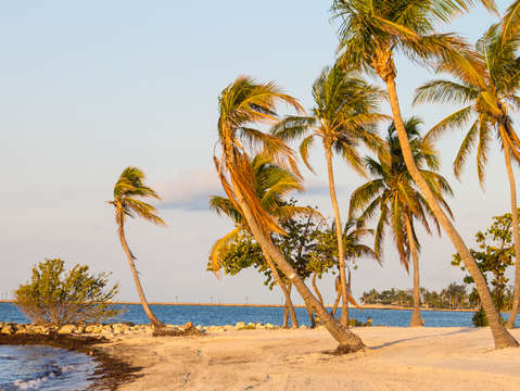 Palm trees on smathers beach in key west florida