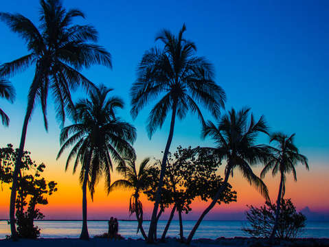 Sunset palm trees on smathers beach in key west fl