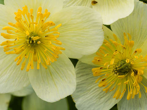 Globeflower