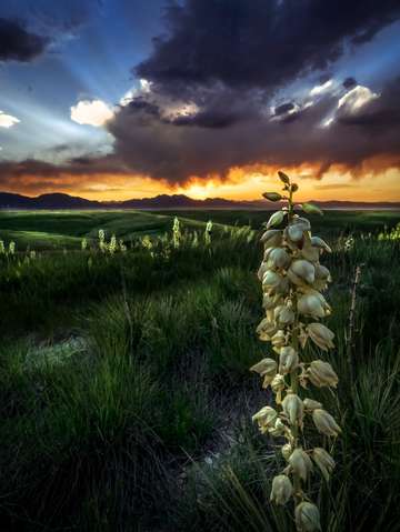 Coloradicool