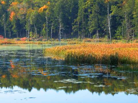 Wetlands reflection