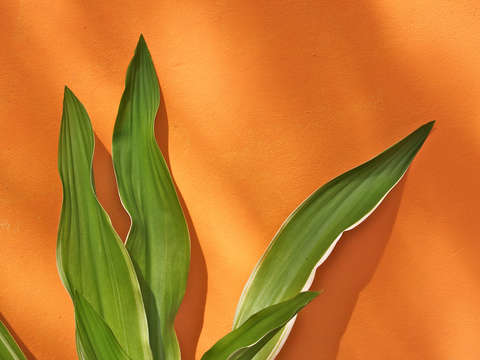 Plant against orange background