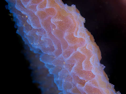 Violet detail