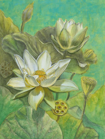 White lotuses in turquoise lake
