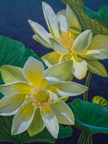 White lotuses 1