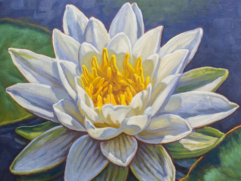 Water lily study 1