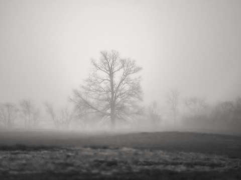 Magical tree of west texas