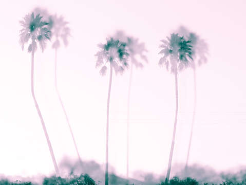 Keep palm and carry on