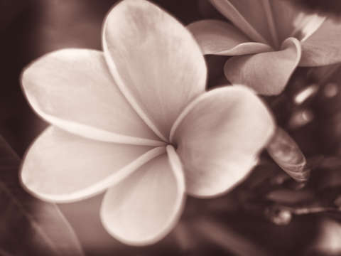 Plumeria in copper
