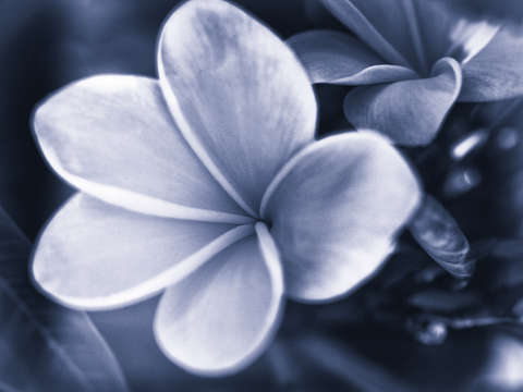 Plumeria in cyan