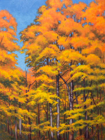 Autumn forest 1