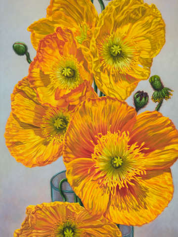 Iceland poppies 1