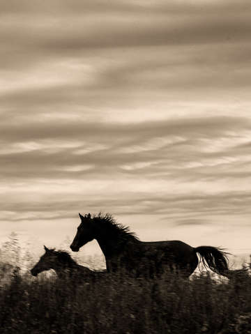 Horses silhouette