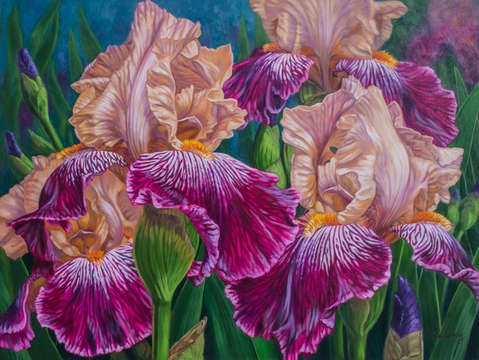 Iris garden 2