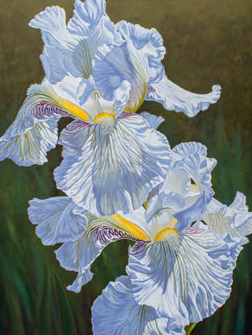 Floralscape 3 white irises