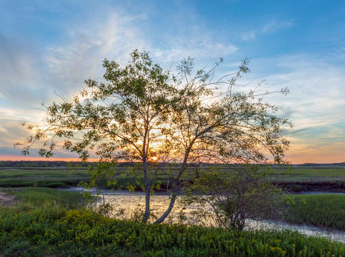 Scarborough marsh 2