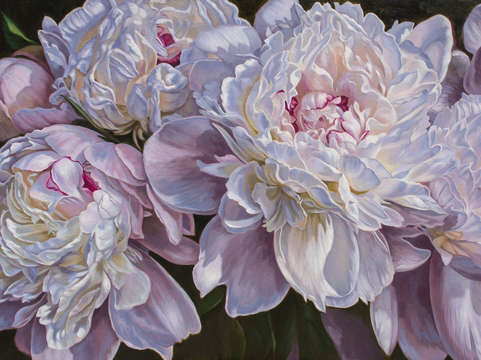 Panorama of peonies