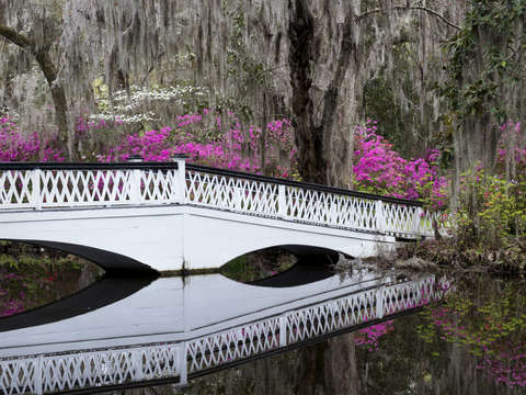 Magnolia bridge