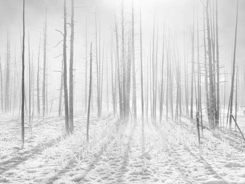 Fog 3