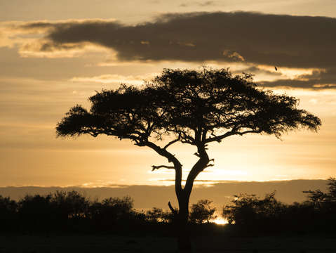 Sunrise in the mara