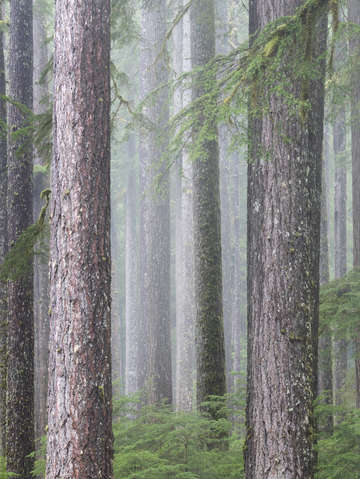 Pnw