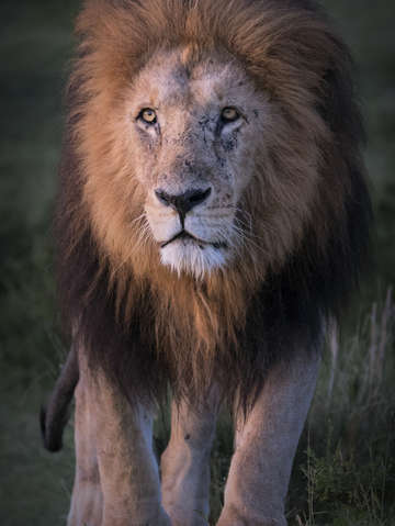 The king 5