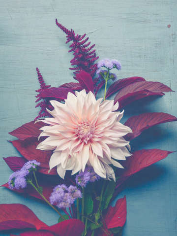 Autumn dahlia