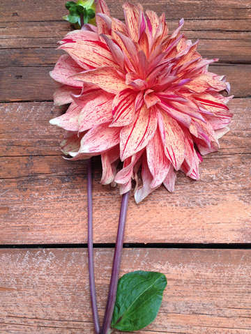 Dahlia 3