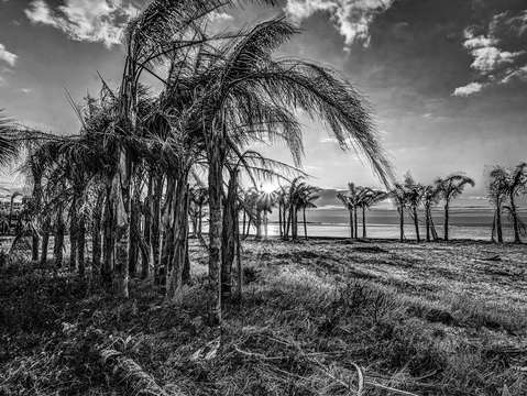 Palms at the pass dsc 0657 black and white