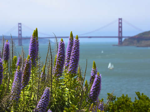 Garden view golden gate