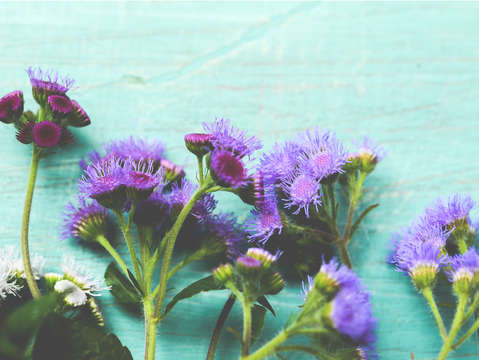 Ageratum