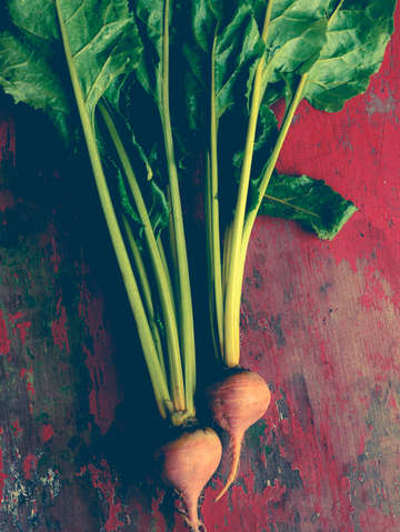 Summer harvest