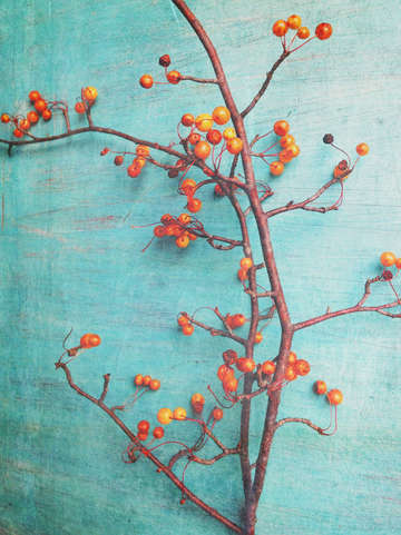 She hung her dreams on branches