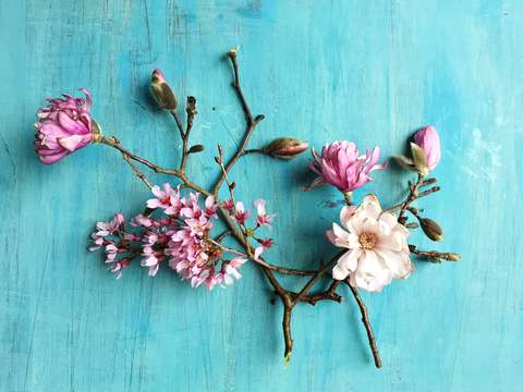 Flowers of spring