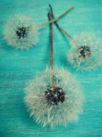 Make a wish