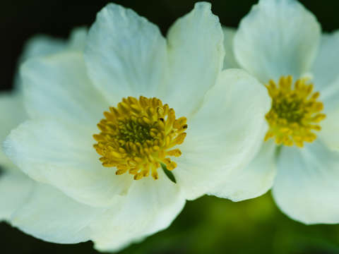 Rocky mountain wildflower