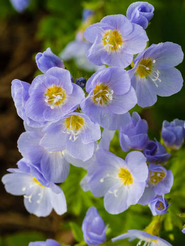 Bunches of jacobs ladder