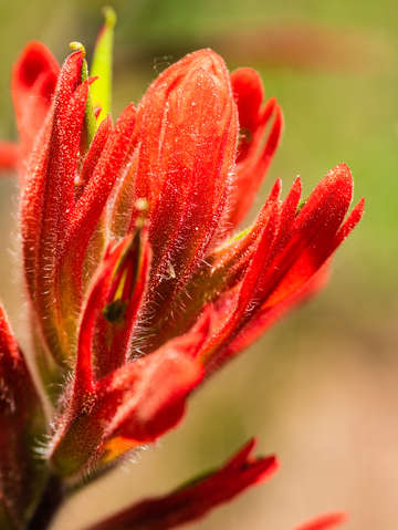 Paintbrush 2