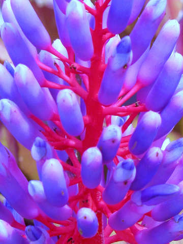 Blue and magenta fabricata