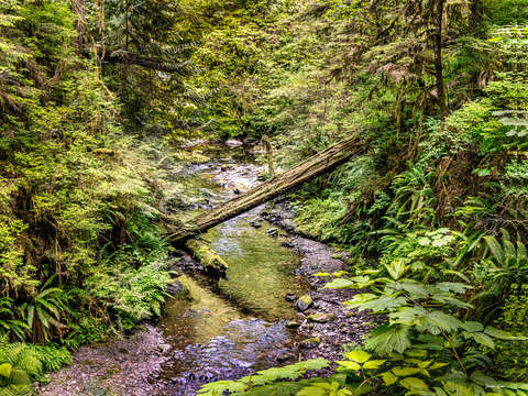Quinault rain forest