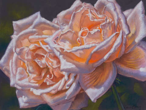 Summer roses