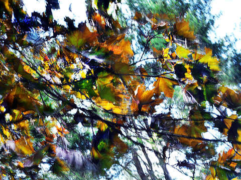 Colors in the wind