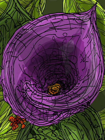 The-purple-flower