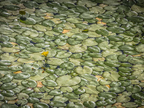 Being monet
