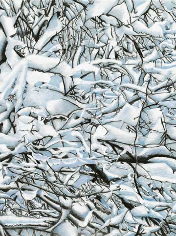 Snowy branches