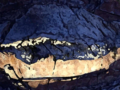 Mouth of the palm
