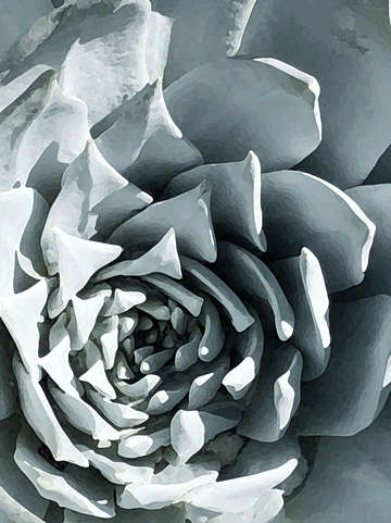 Silver aeonium