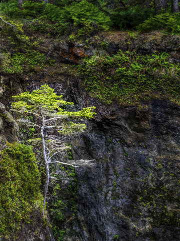 One cliff one tree
