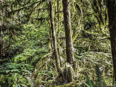 The magic forest